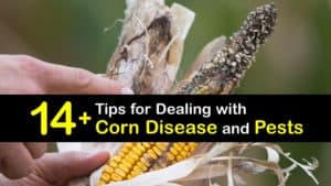 Corn Diseases titleimg1