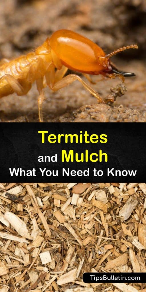 Discover what type of mulch termites enjoy, and which to use to repel termites from your home. Learn the difference between hardwood mulch and softwoods like cypress mulch and why subterranean termites seem drawn to nesting under mulch. #termite #wood #home #attract