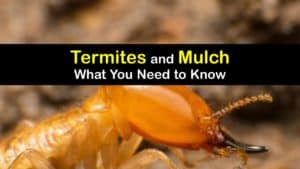 Does Mulch Attract Termites titleimg1