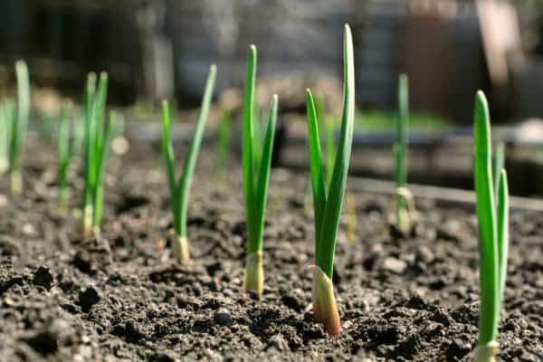 Grow garlic near rhubarb, as they make excellent companion plants.