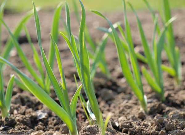 Garlic is the perfect crop to add to the garden to keep pests away.