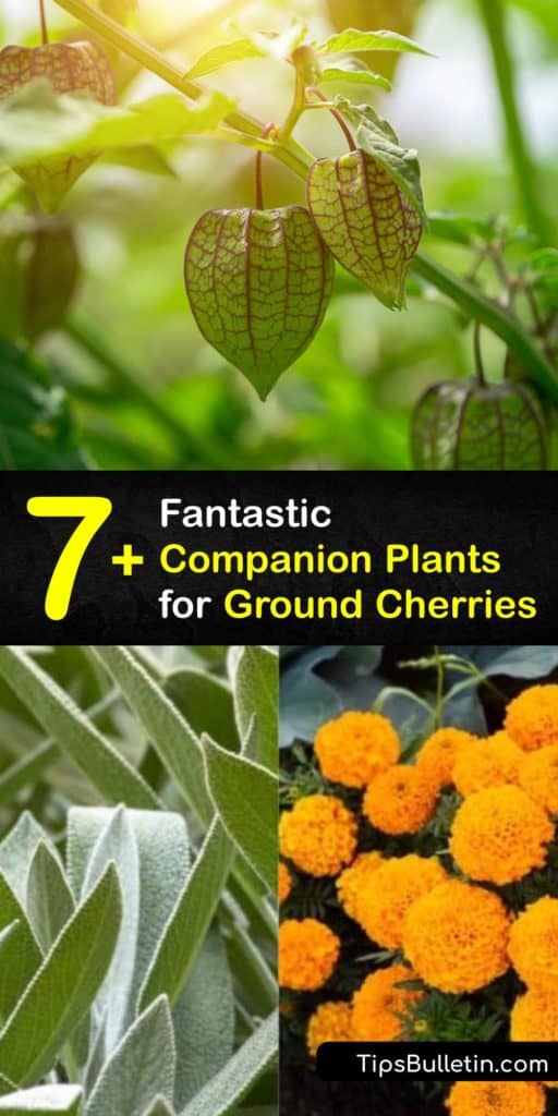 Learn how to companion plant with ground cherry plants by using friendly plants and avoiding foe plants. Marigolds, basil, mint, and carrots are good companions for a ground cherry plant, while nightshades like tomato plants fight for resources. #ground #cherries #companion #plants