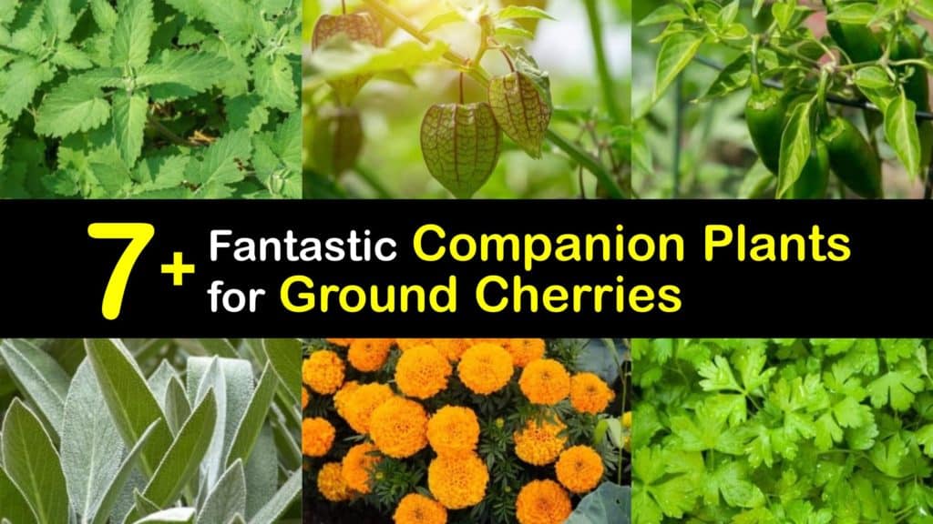 Ground Cherry Companion Plants titleimg1