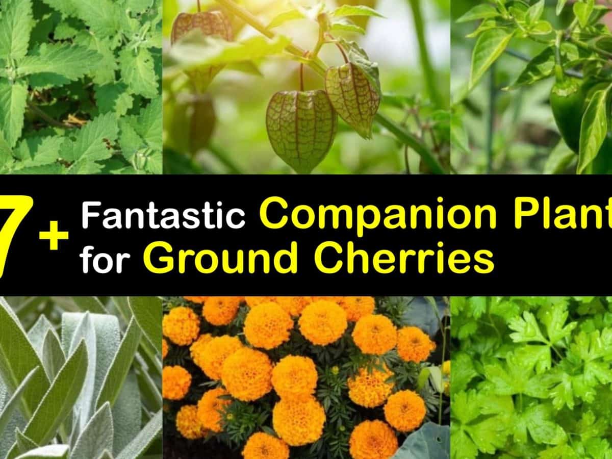 Image of Basil ground cherry companion plant