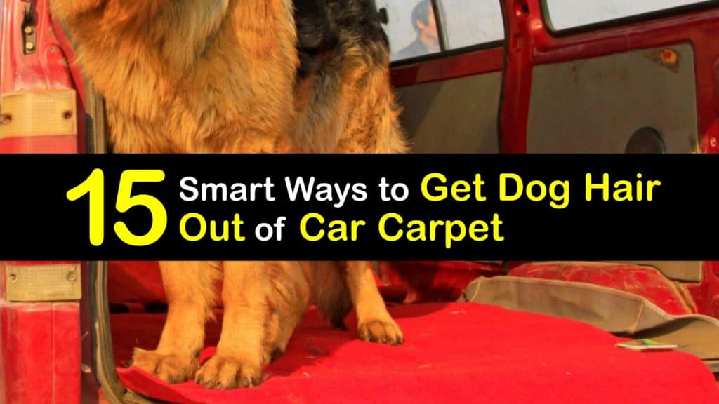 How to Get Dog Hair Out of Car Carpet titleimg1
