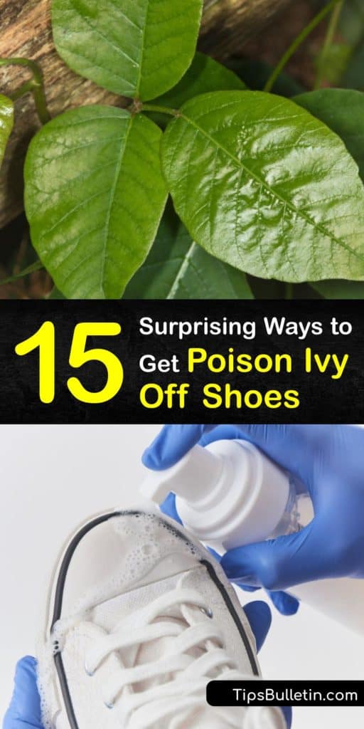 Learn how to clean poison ivy oil from your shoes and prevent an allergic reaction. Your skin is not the only area affected by a poison oak, poison sumac, or poison ivy plant. It’s vital to clean footwear to prevent getting a rash in the future. #poison #ivy #remove #shoes