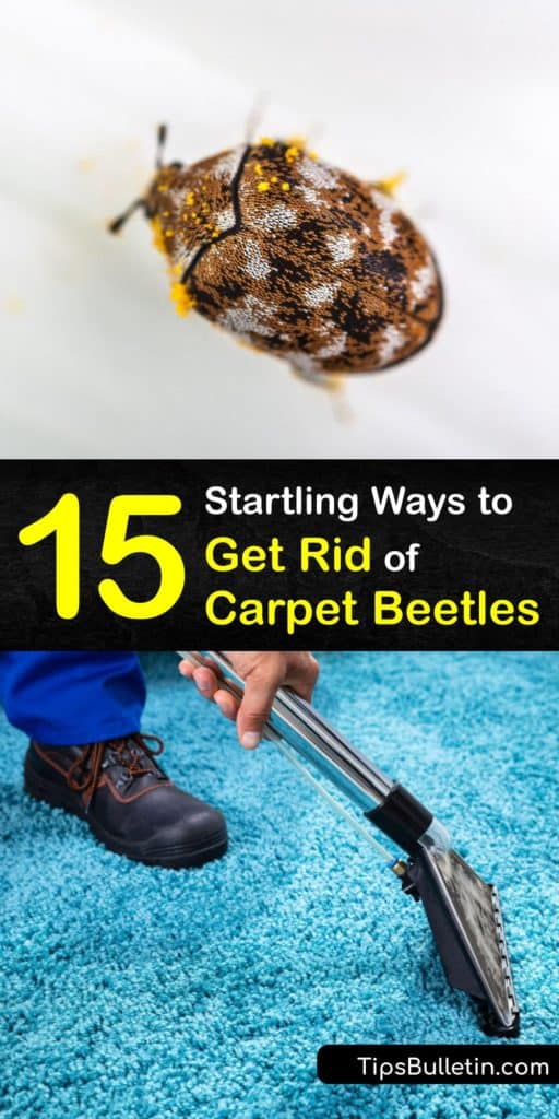 Learn how to get rid of carpet beetles and prevent them from returning. Like the clothes moth, the adult carpet beetle and larvae destroy fabrics. A carpet beetle infestation requires home carpeting cleaning and pest control methods to eliminate the problem. #howto #getridof #carpet #beetles
