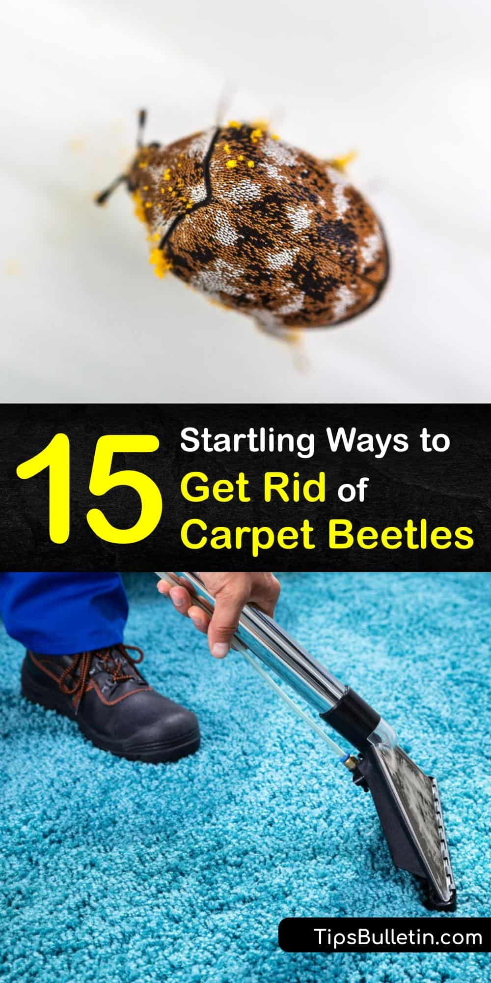 Getting Rid of Carpet Beetles Handson Carpet Beetle Removal Guide