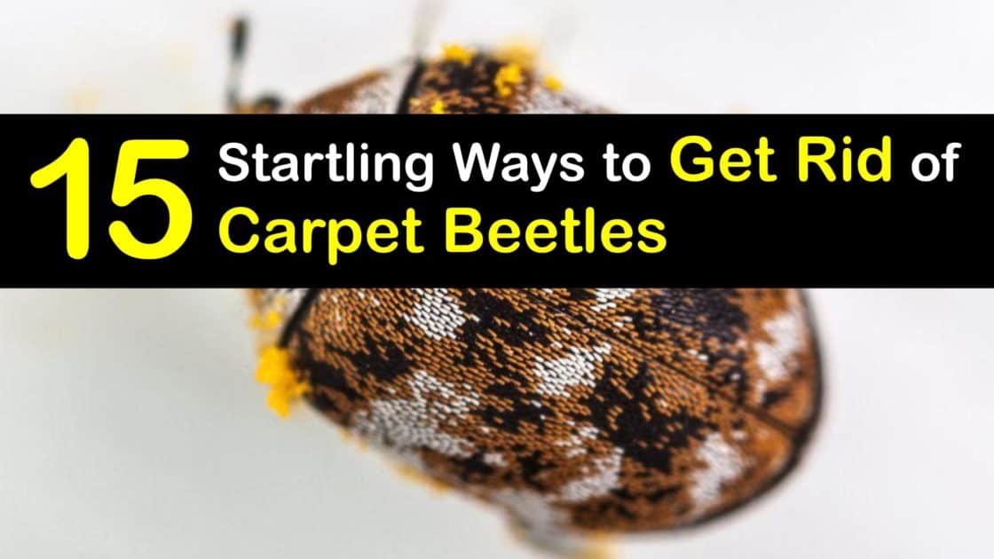 Getting Rid of Carpet Beetles - Hands-on Carpet Beetle Removal Guide