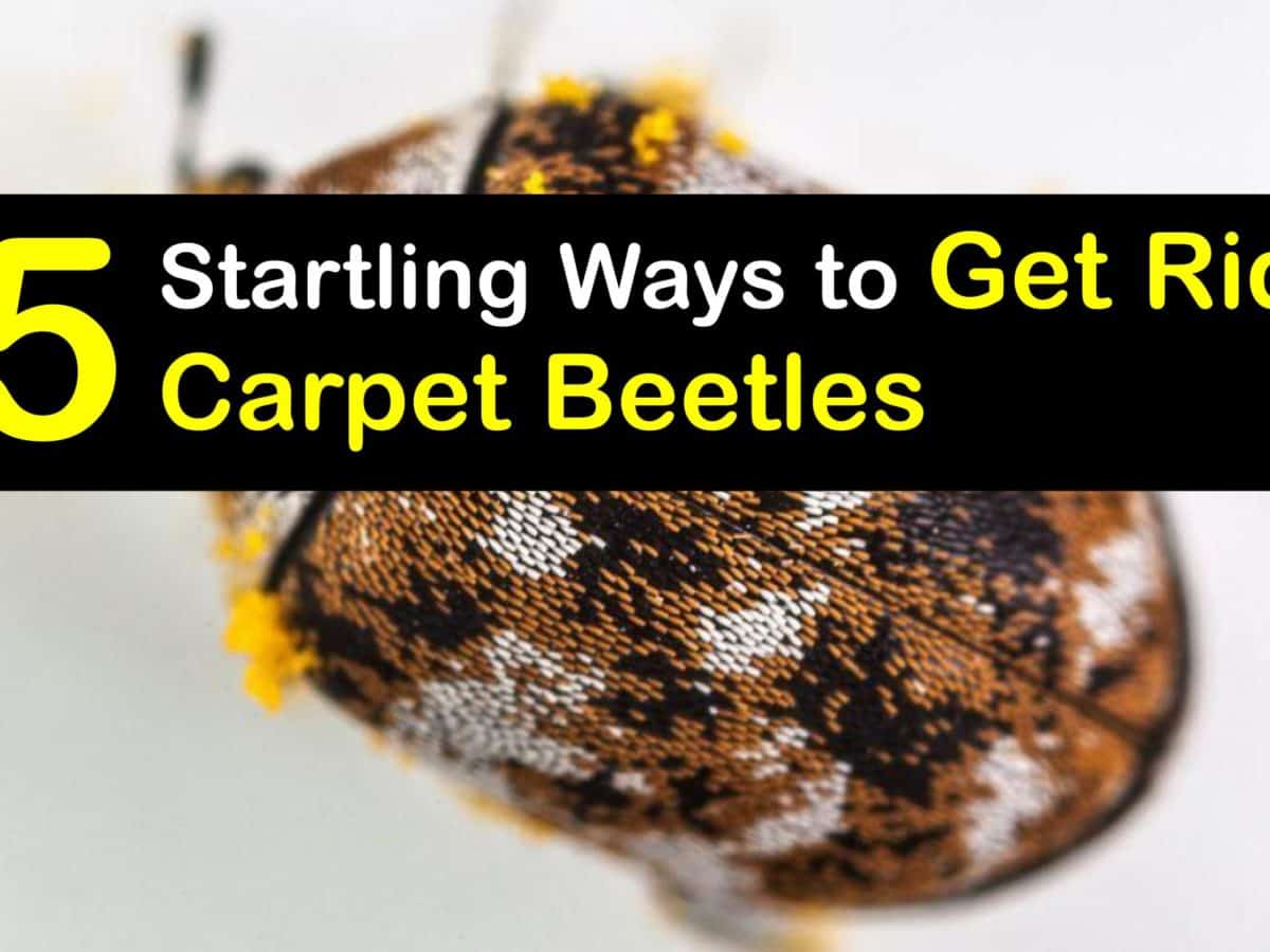 Getting Rid Of Carpet Beetles Hands On Beetle Removal Guide