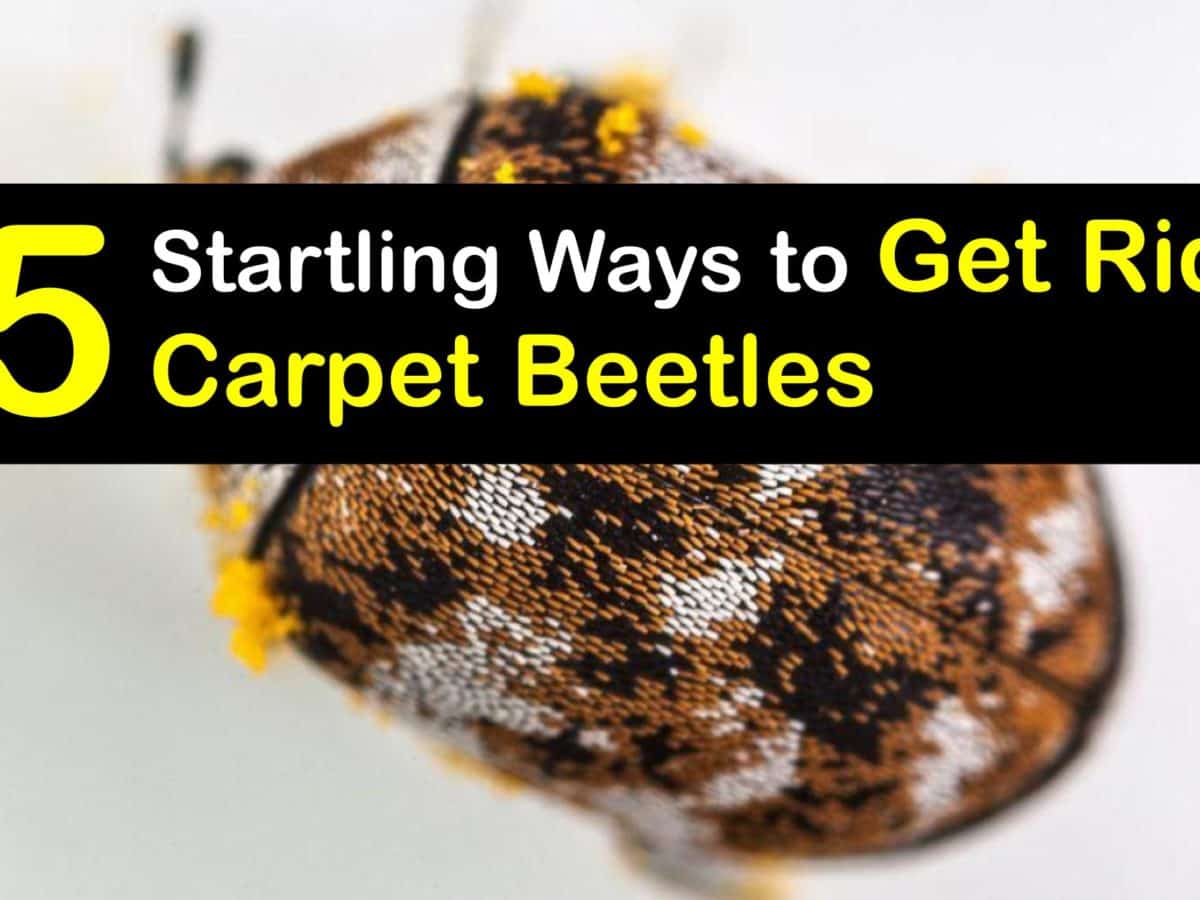 How To Get Rid Of Carpet Beetles With Baking Soda