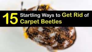 How to Get Rid of Carpet Beetles titleimg1