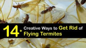 How to Get Rid of Flying Termites titleimg1