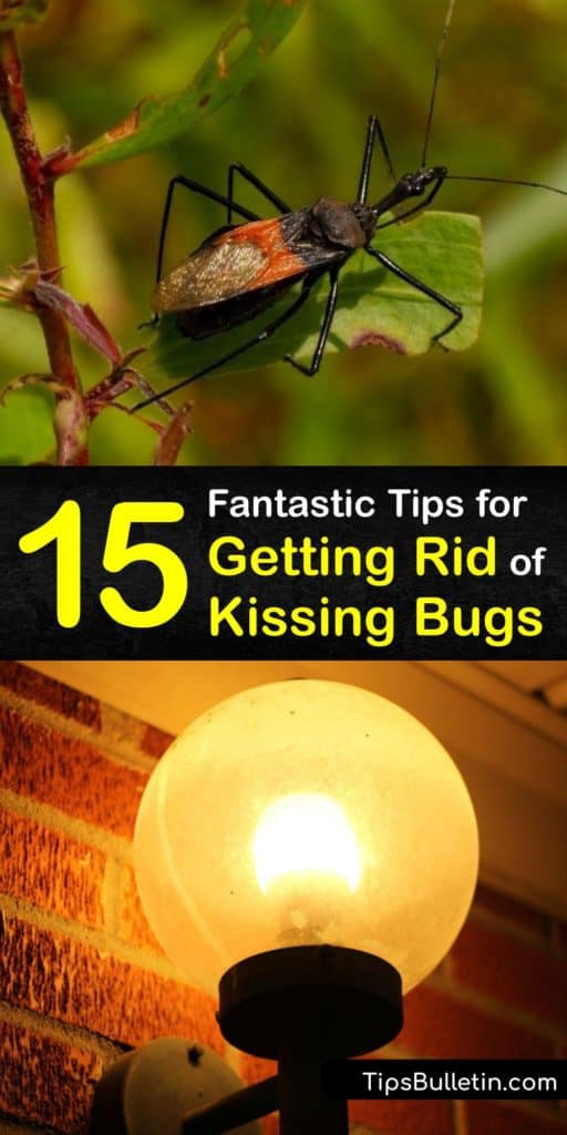 Learn to avoid the assassin bug bite which carries the risk of Chagas disease per the Hartford Healthcare Health Library. Discover how to get rid of kissing bugs. Use household items to deter this pest and avoid bites. #getridof #kissing #bugs