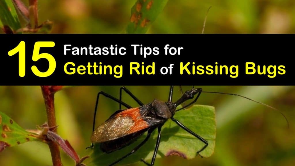 How to Get Rid of Kissing Bugs titleimg1