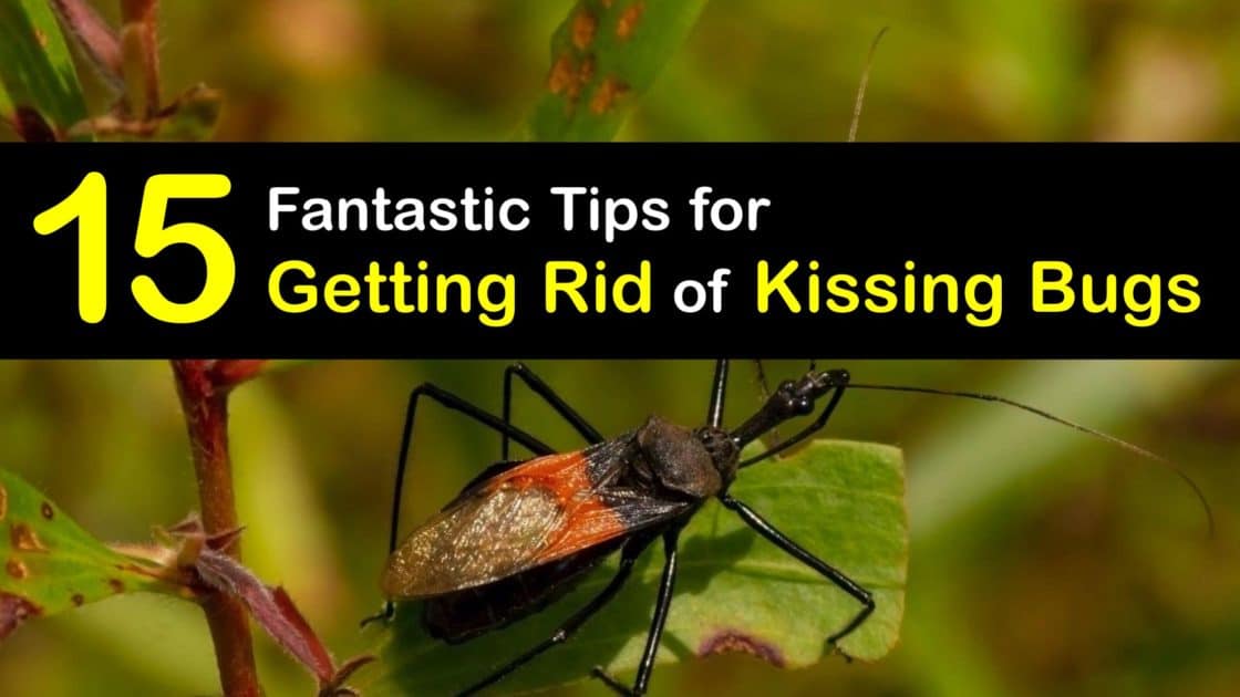 Killing Kissing Bugs Awesome Tips for Controlling Kissing Bugs
