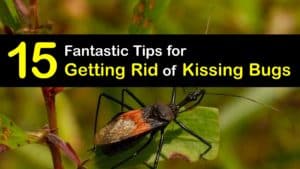 How to Get Rid of Kissing Bugs titleimg1