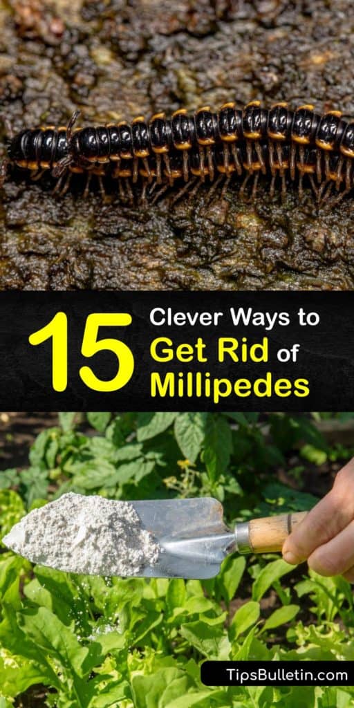 Discover ways to get rid of millipedes in your home using commercial and natural remedies. Clusters of dead millipedes are a sign of millipede activity, and it’s essential to take steps and use targeted treatments to prevent a millipede infestation. #howto #getridof #millipedes 
