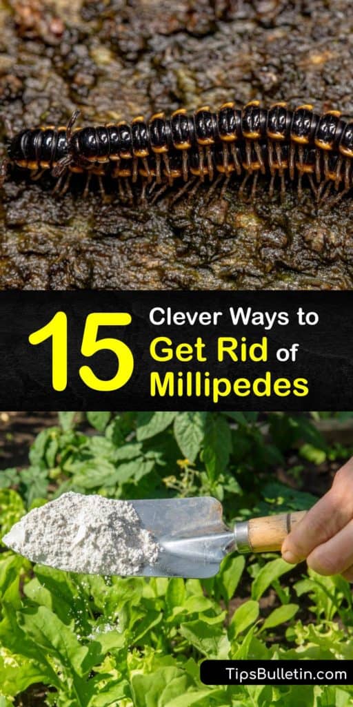 Discover ways to get rid of millipedes in your home using commercial and natural remedies. Clusters of dead millipedes are a sign of millipede activity, and it’s essential to take steps and use targeted treatments to prevent a millipede infestation. #howto #getridof #millipedes