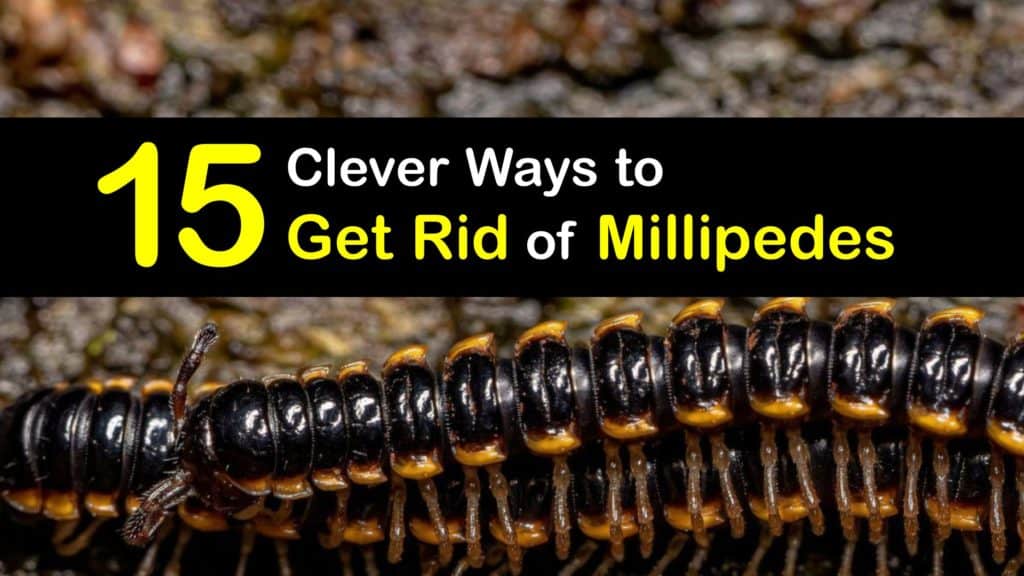 How to Get Rid of Millipedes titleimg1