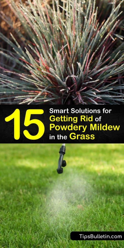 Powdery mildew fungi are a problem for grass and plants as the fungus clogs the pores of plants, hindering their ability to take in sunlight and grow. Discover ways to treat powdery mildew using natural methods like a neem oil spray. #powdery #mildew #grass #remove