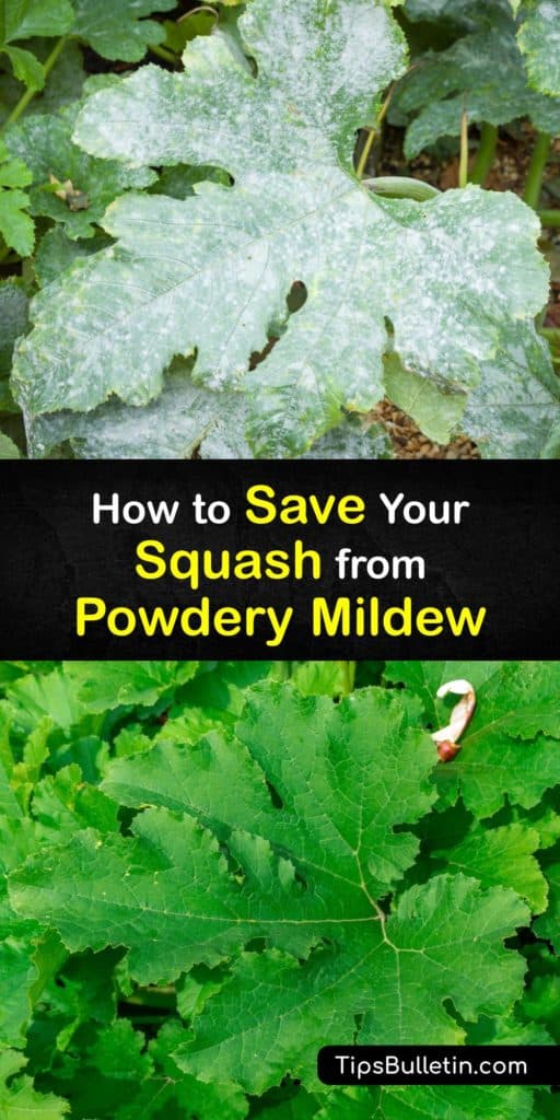 We’re all tired of powdery mildew spores spreading among our squash plants. There’s nothing worse than noticing an infected leaf that soon turns into an infected plant. Learn how to spot powdery mildew and destroy it with these super-helpful and proven tips. #powdery #mildew #squash #getridof