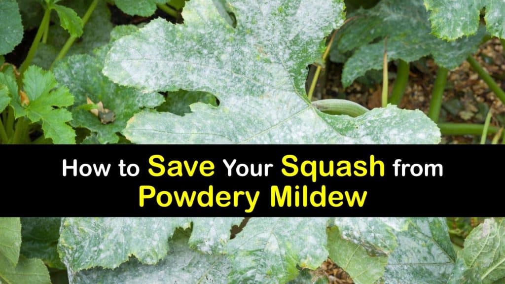 How to Get Rid of Powdery Mildew on Squash