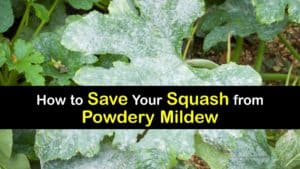 How to Get Rid of Powdery Mildew on Squash titleimg1