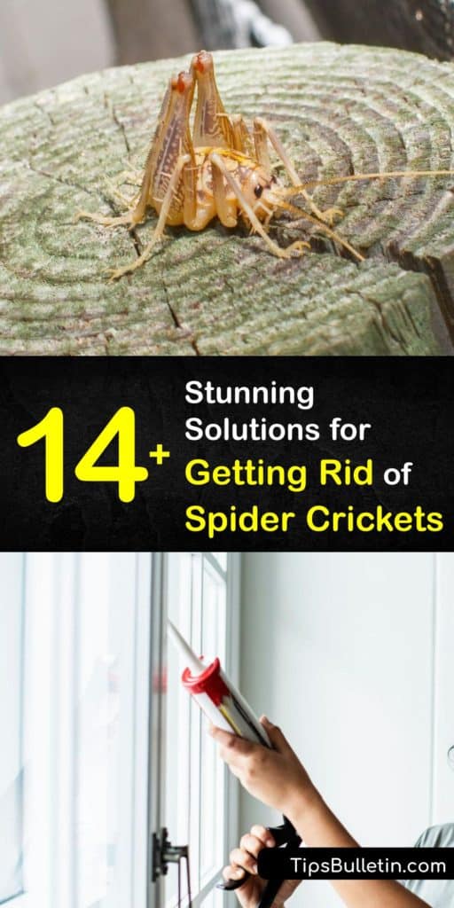 Whether you call it the cave cricket or house crickets, a camel cricket infestation in your crawl space or basement is annoying. Unlike the field cricket this pest may bite. Remove spider crickets with a sticky trap, soapy water, cedar oil and more. #rid #spider #crickets