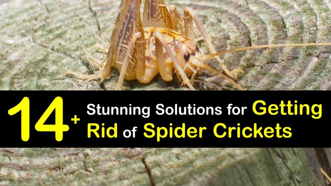 Spider Cricket Control Quick Tips for Getting Rid of Spider Crickets
