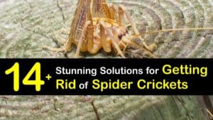 How to Get Rid of Spider Crickets titleimg1