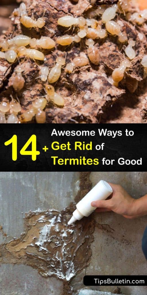 Learn how to kill termites with a commercial termite treatment or natural home remedy and take pest control steps to prevent a termite infestation. Wood and subterranean termites are common pests in warm, damp areas, and they cause a lot of damage if left unchecked. #howto #getridof #termites