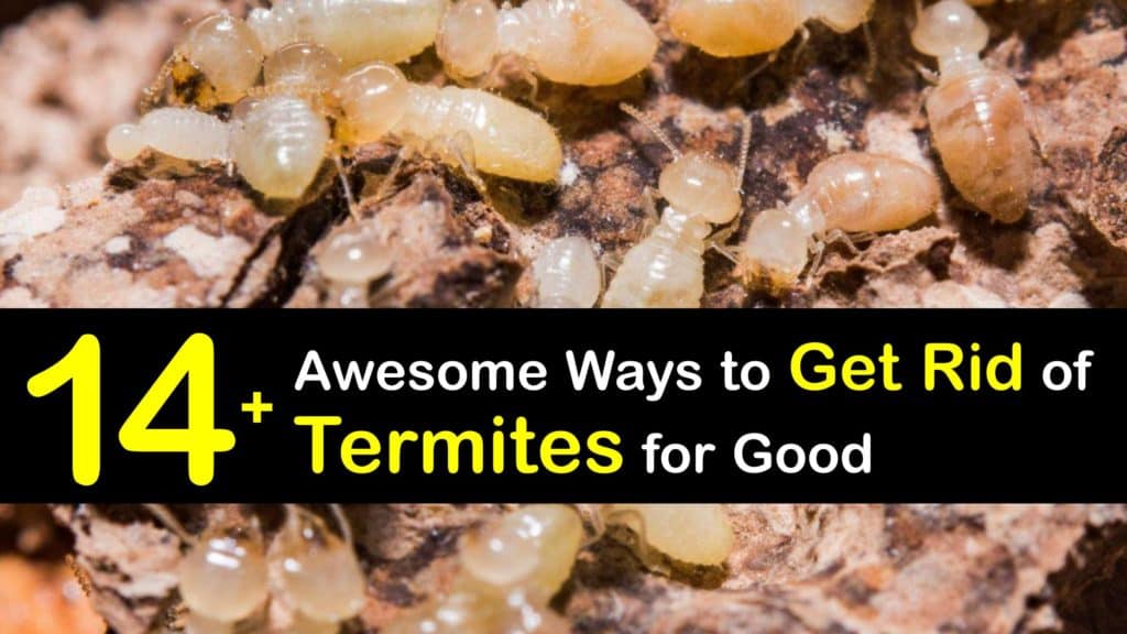 How to Get Rid of Termites titleimg1