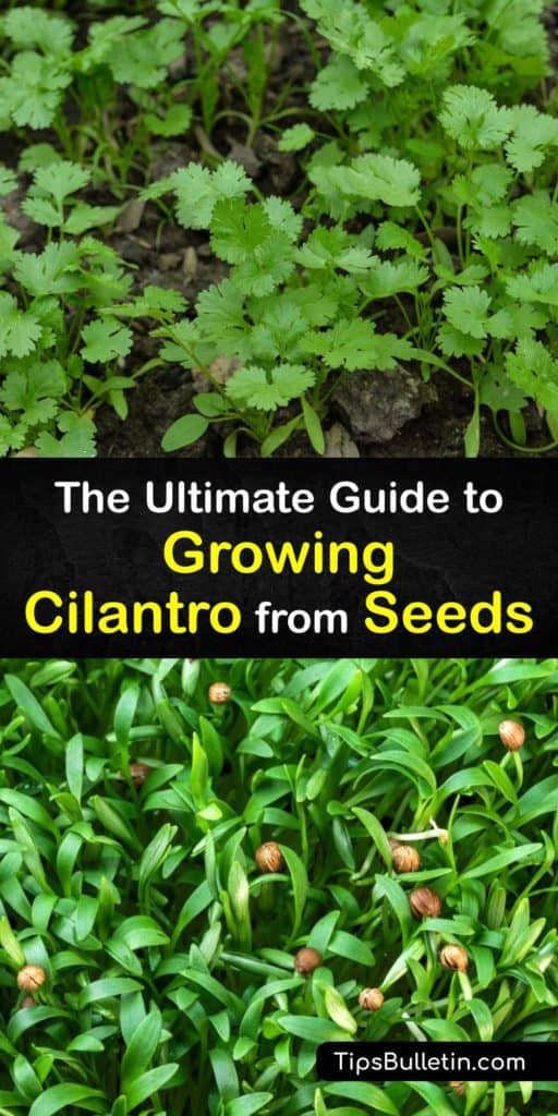 Try growing cilantro that’s delicious in Mexican dishes, and stores well in just a paper bag in the refrigerator. This plant loves full sun and produces edible cilantro leaves, and cilantro seeds, also known as coriander seeds, after bolting. #grow #cilantro #seed