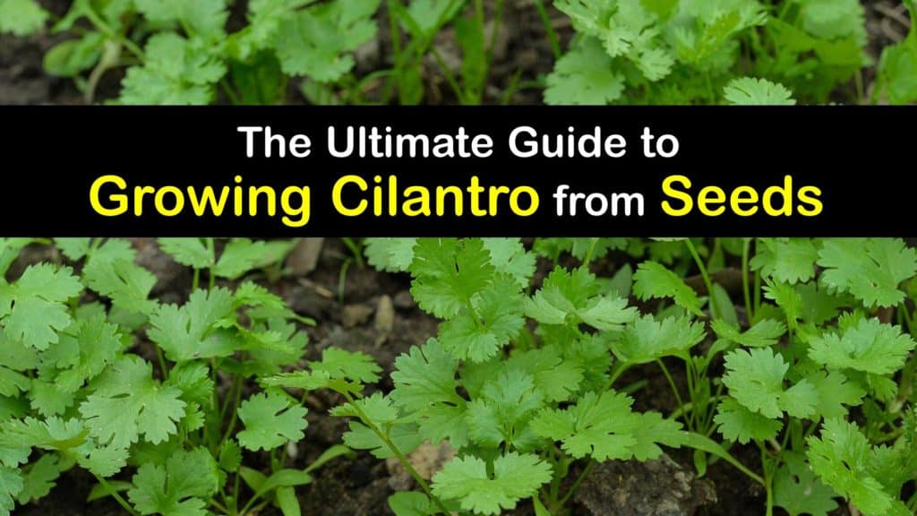 How to Grow Cilantro from Seed titleimg1