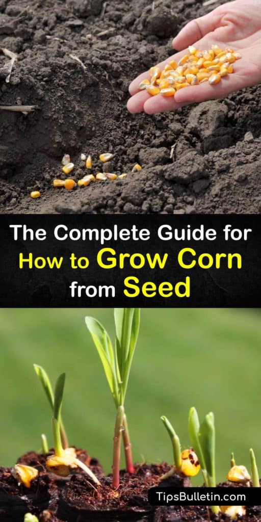 Discover everything you need to know to start growing corn on your own. Learn about proper soil temperature, planting, and growing sweet corn, and how regular sweet corn and supersweet corn are processed for human consumption. #corn #seed #growing #gardening