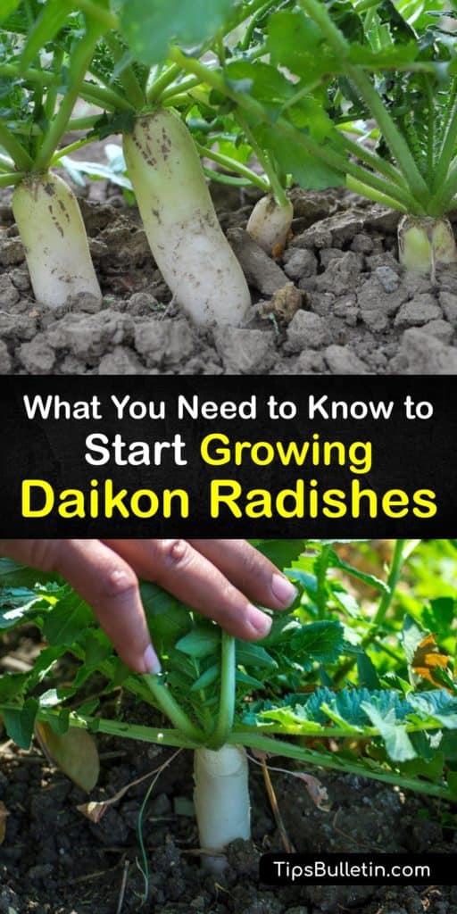 Discover several daikon radish varieties and how to grow daikon as a cover crop. Daikon radish is an interesting vegetable with cultivars that enjoy full sun and shade and are planted in spring and late summer for multiple harvests in the year. #daikon #radish #gardening #growing