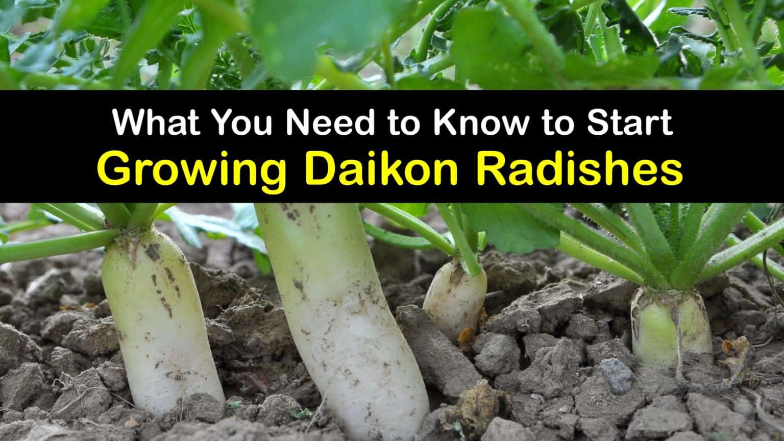 Growing Daikon Radish Plants Handson Ways to Plant Daikon Radishes