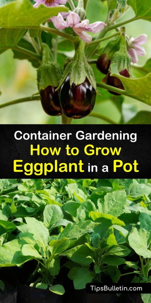 Discover how to grow eggplant plants in pots on a patio or in a small yard. Some types of eggplant like the Japanese eggplant are perfect for container gardening as long as you plant the eggplant seed in a pot large enough to accommodate its root system. #howto #growing #eggplant #container #pots