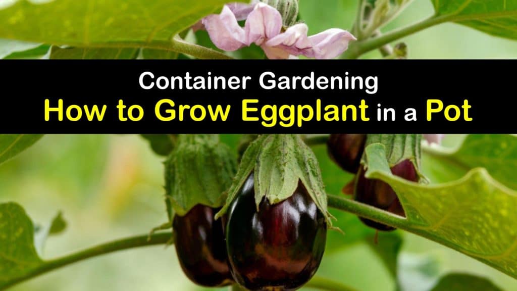 How to Grow Eggplant in a Pot titleimg1
