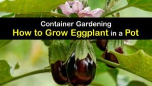 How to Grow Eggplant in a Pot titleimg1