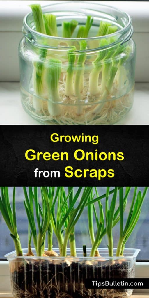 Save trips to the grocery store and grow green onions on your windowsill from kitchen scraps. Spring onions are members of the Allium family and are easy to grow. With just enough water you’ll see green shoots and have fresh veggies in no time. #grow #green #onion #scraps