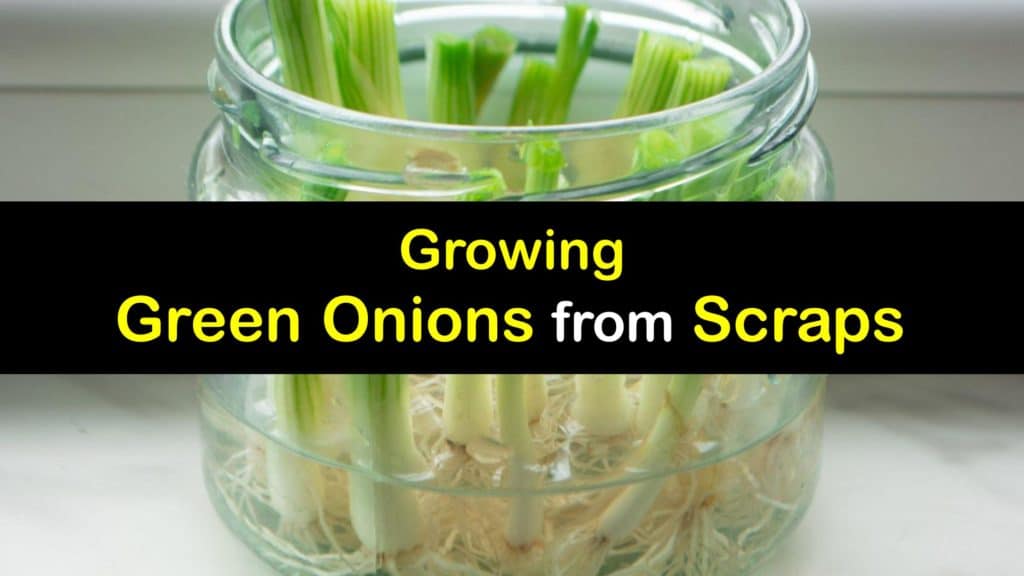 How to Grow Green Onions from Scraps titleimg1