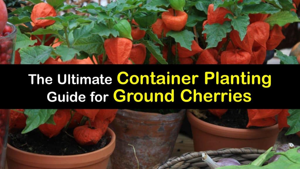 How to Grow Ground Cherries in a Container titleimg1