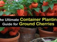 How to Grow Ground Cherries in a Container titleimg1