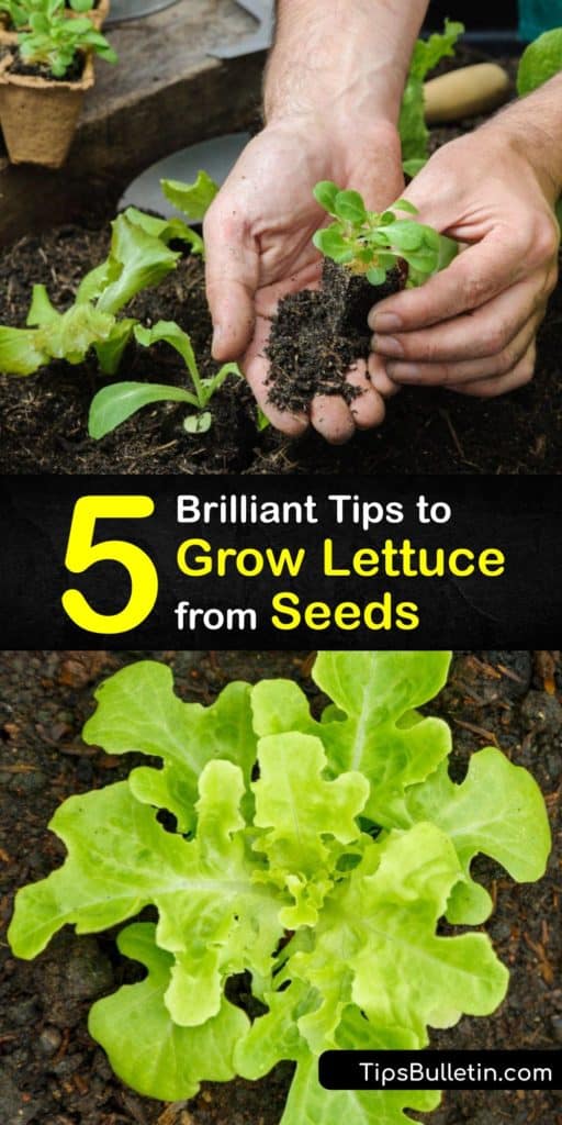 Learn how to start seed germination and grow lettuce plants in early spring to enjoy looseleaf, Butterhead, Bibb, and crisphead lettuce. Avoid bolting and aphids to harvest delicious leafy greens. #growing #lettuce #seeds