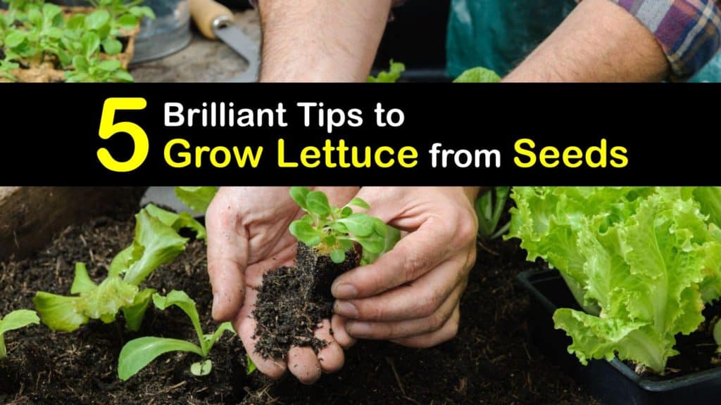 How to Grow Lettuce from Seed titleimg1