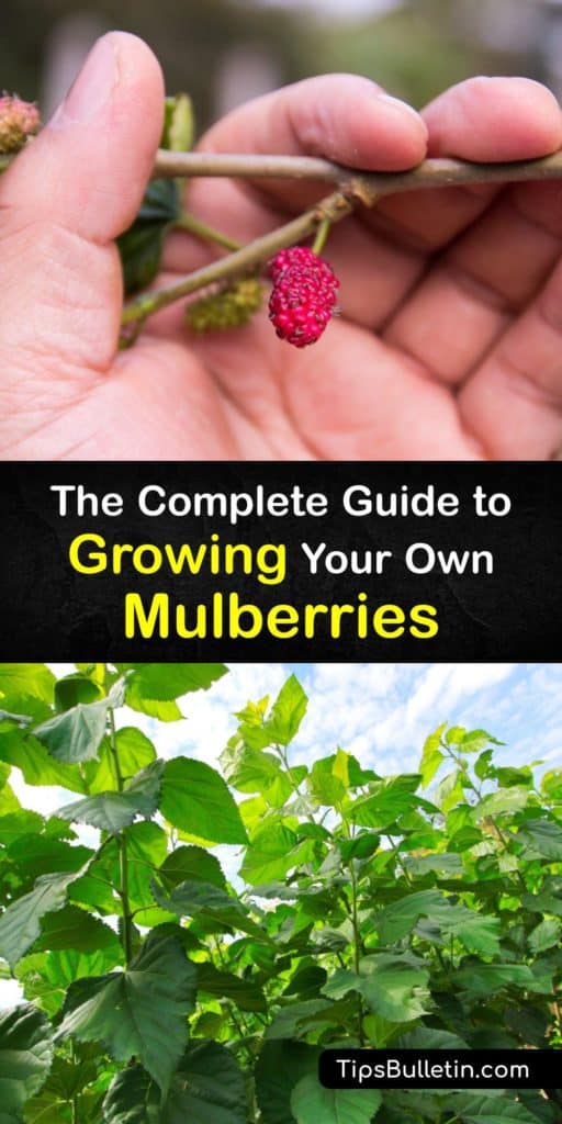 Discover everything you need to know to grow mulberry tree in your garden. Plant a white mulberry, black mulberry tree, or red mulberry tree. Growing mulberry trees gives delicious fruit to eat or preserve. #growing #mulberries