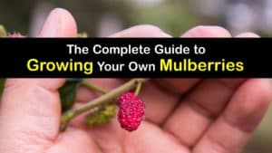 How to Grow Mulberries titleimg1
