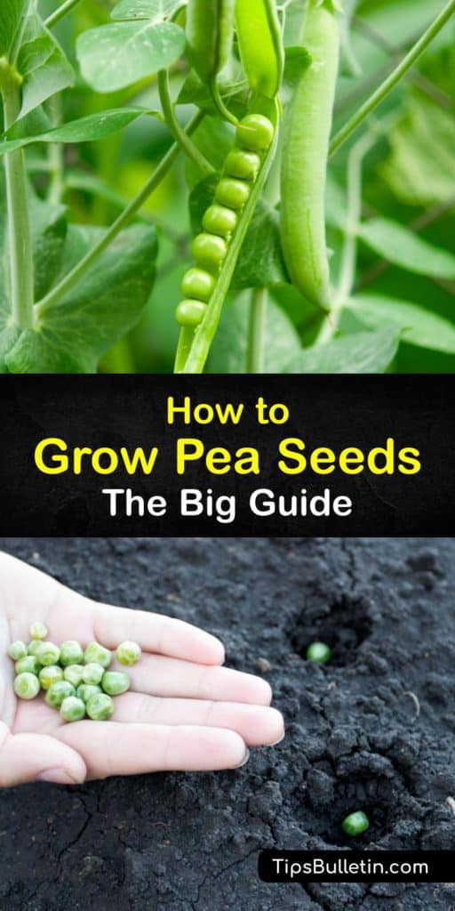 Learn how to plant peas from seeds indoors and transplant them into the outside garden. The snow pea, sugar snap pea, and shelling peas, like the English pea, are all easy pea plants to grow at home as long as you give them the care they need. #howto #growing #peas #seeds